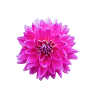 Beautiful Dahlia flower isolated. dicut photos png