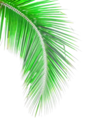 Leaf palm, green coconut leaves isolated. png