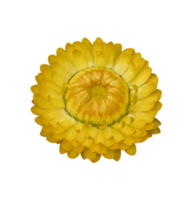 strobloem, xerochrysum bracteatum bloem geïsoleerd png