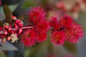 flowers in the garden photo