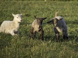 Sheeps in westphalia photo