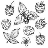 Vector set of raspberry or blackberry clipart. Hand drawn berry icon. Fruit illustration. For print, web, design, decor, logo.