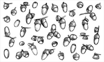 Vector set of hand drawn acorn illustration. Autumn botany sketch.