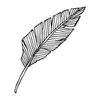 Simple tropical banana leaf illustration. Hand drawn vector clipart. Botanical doodle