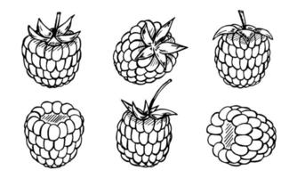 conjunto vectorial de imágenes prediseñadas de frambuesa o mora. icono de baya dibujado a mano. ilustración de frutas para impresión, web, diseño, decoración, logotipo. vector