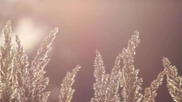 hierba seca y esponjosa que brilla en la luz de fondo de la puesta de sol de verano con movimientos ondulantes y oscilantes muestra el relajante verano de un idílico campo de pradera con destellos de lente y un campo de pradera rural caña dorada seca video