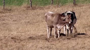 vacas com sede em terra seca em período de seca e calor extremo queima a grama marrom devido à escassez de água como catástrofe de calor para animais de pasto sem chuva como perigo para animais de fazenda gado de corte