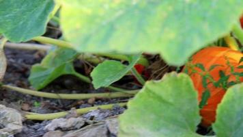 Pumpkin field at thanksgiving in low angle view and side view shows growing pumpkins and ripening squashes for halloween and thanksgiving holidays in fall with organic farming and organic vegetables video