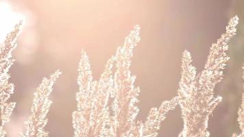 Dry fluffy grass glowing in summer sunset backlight with waving and swinging moves shows relaxing summertime of an idyllic meadow countryside with lensflares and rural meadow field dry golden reed video