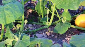 Pumpkin field at thanksgiving in low angle view and side view shows growing pumpkins and ripening squashes for halloween and thanksgiving holidays in fall with organic farming and organic vegetables video