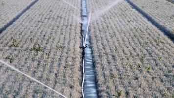sistema de irrigação agrícola é necessário devido ao verão quente e à seca causada pelas mudanças climáticas ameaçam a agricultura e a indústria agrícola com tempo seco e sem chuvas inflacionam os preços das colheitas video