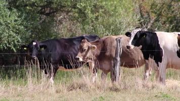 vacas sedientas en tierra seca en sequía y período de calor extremo quema la hierba marrón debido a la escasez de agua como catástrofe de calor para los animales de pastoreo sin lluvia como peligro para los animales de granja ganado vacuno video