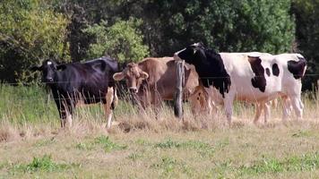 Thirsty cows on dry land in drought and extreme heat period burns the brown grass due to water shortage as heat catastrophe for grazing animals with no rainfall as danger for farm animals beef cattle