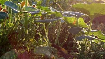 Pumpkin field at thanksgiving in low angle view and side view shows growing pumpkins and ripening squashes for halloween and thanksgiving holidays in fall with organic farming and organic vegetables video