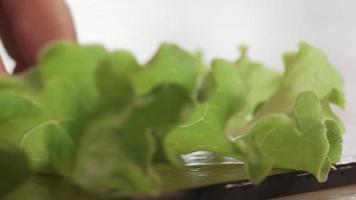 Fresh greens salad, parsley and dill on the table in the kitchen. video