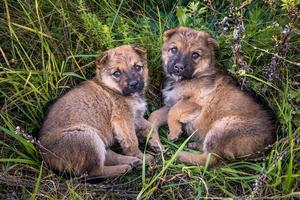 two homeless puppies dogs sit together in the grass