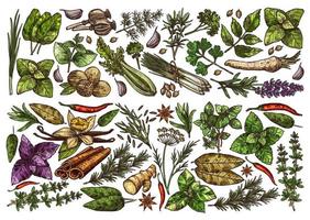 Spices, herbs and seasonings sketch vector