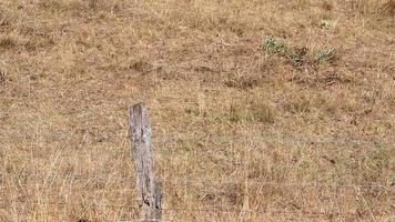 vacas sedientas en tierra seca en sequía y período de calor extremo quema la hierba marrón debido a la escasez de agua como catástrofe de calor para los animales de pastoreo sin lluvia como peligro para los animales de granja ganado vacuno video