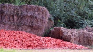 de nombreuses carottes sur un tas de carottes biologiques comme aliment biologique pour animaux et fourrage sain pour les vaches et le bétail pour la nutrition végétarienne avec des vitamines récoltées chez l'agriculteur comme une délicieuse salade ou des carottes de cheval video