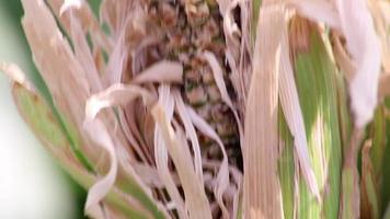 campo de maíz seco en período de sequía y período de calor extremo muestra el calentamiento global y el cambio climático con escasez de cultivos y fallas de cultivos que causan hambre e inflación como escasez de agua y clima árido