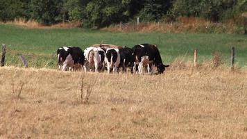 vacas com sede em terra seca em período de seca e calor extremo queima a grama marrom devido à escassez de água como catástrofe de calor para animais de pasto sem chuva como perigo para animais de fazenda gado de corte video