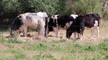 Thirsty cows on dry land in drought and extreme heat period burns the brown grass due to water shortage as heat catastrophe for grazing animals with no rainfall as danger for farm animals beef cattle video