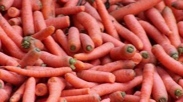muchas zanahorias en zanahorias orgánicas se acumulan como alimento orgánico para animales y forraje saludable para vacas y ganado para nutrición vegetariana con vitaminas cosechadas de granjeros como deliciosas ensaladas o zanahorias para caballos video