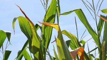 Green corn field growing in blue sky and summer sunshine on cultivated corn plantation of an organic farming expert with agricultural field for sweet food nutrition and fresh ripe corn growing seeds video