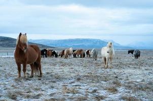 una manada de hermosos caballos islandeses en suelo congelado con montañas azules en el fondo en islandia durante el invierno foto