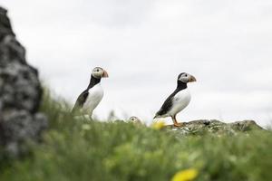Two beautiful puffins standing on a cliff with green grass in the foreground photo