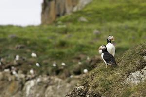 Two beautiful puffins on a grassy cliff in Iceland with a group of puffins in the background photo