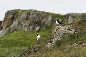 A couple of puffins standing on a cliff on an island in Iceland photo