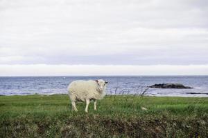 A cute little Icelandic lamb standing on green grass by the sea in Iceland photo