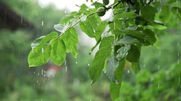 druppels van regen met groen boom natuur achtergrond, romantisch schot tafereel inhoud, kleurrijk regendruppels video