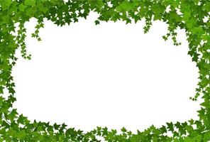 Ivy lianas frame, vector border with climbing vine