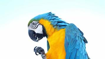 Slow motion close up of cute Blue and Yellow macaw eating vegetables outdoors during sunny day. video