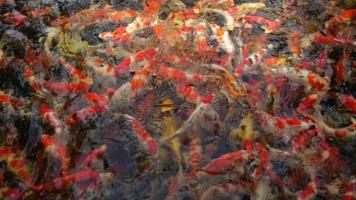 câmera lenta de peixes koi japoneses estão nadando em grande número. video