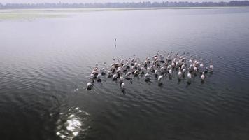 kudde van flamingo's. deze voorraad video shows een antenne visie van een kudde van flamingo's wandelen Aan een meer.