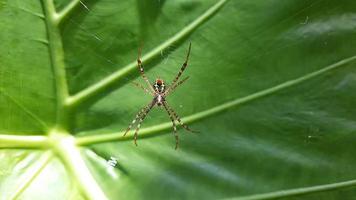 A spider on green background, a spider has taken close up, a live spider in nature. video