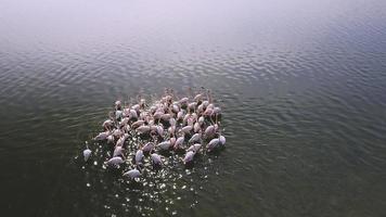 bandada de flamencos. Este video de archivo muestra una vista aérea de una bandada de flamencos caminando sobre un lago.