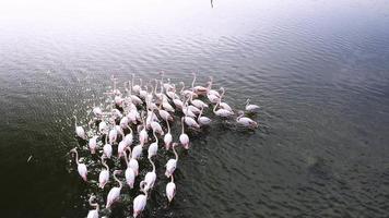 flock av flamingos. detta stock video visar ett antenn se av en flock av flamingos gående på en sjö.