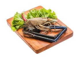 Freshwater prawn on wooden plate and white background photo