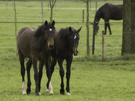 horses on a german meadow photo