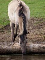 wid horses herd in germany photo