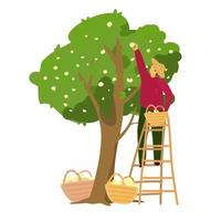 Vector illustration of gardener in straw hat collecting apples from apple tree. Man standing on a ladder with basket of apples. Eat local concept. Eco products. Flat style.