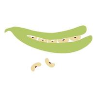 Illustration of open-shelled peas in flat design. vector