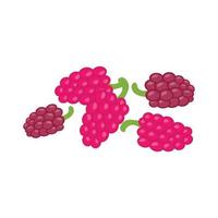 Raspberries are depicted as a vector illustration. Raspberry, a sweet flat berry that is a healthy organic fruit.