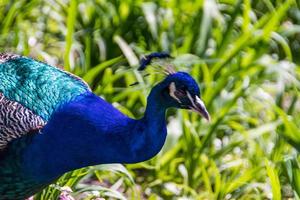 beautiful peacock bird photo