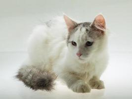 lindo gato joven foto