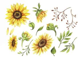 set of watercolor flowers elements sunflowers vector